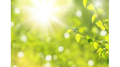 Bright sunlight shining through fresh green leaves on a branch in a vibrant spring setting.