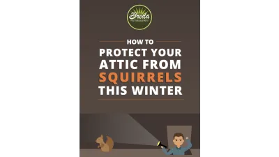 How to Protect Your Attic from Squirrels This Winter