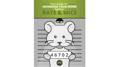 Your Guide to Defending Your Home Against Rats & Mice