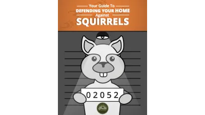 Your Guide to Defending Your Home Against Squirrels