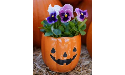 Orange ceramic jack-o'-lantern planter holding purple and white pansy flowers on straw background