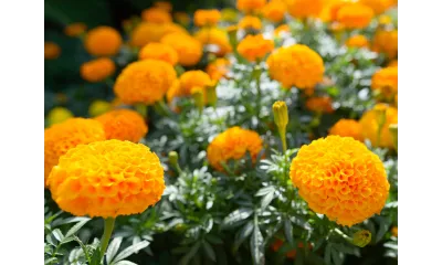 Bright orange marigold flowers blooming in a lush green garden under sunlight.