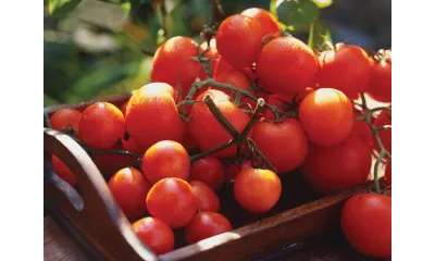 Bright red tomatoes on the vine in a wooden basket with natural sunlight and green leaves.