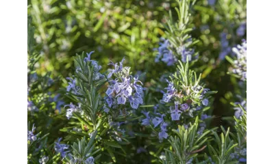 Close-up of rosemary herb with green leaves and small purple flowers in sunlight outdoors.