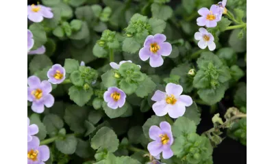 Clusters of small purple flowers with yellow centers surrounded by green leaves in natural light.