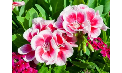 Close-up of vibrant pink and white geranium flowers surrounded by lush green leaves and small bright pink blooms.