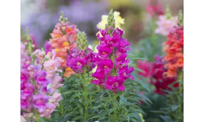 Close-up of vibrant snapdragon flowers in pink, purple, orange, and peach blooming in a garden.