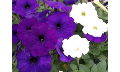Close-up of vibrant purple and white petunias blooming amidst green foliage in a garden setting