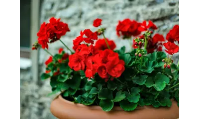 Bright red geranium flowers blooming in a terracotta pot against a stone wall background.