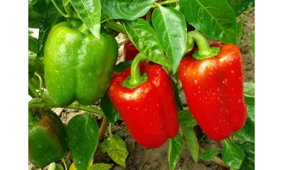 Fresh green and red bell peppers growing on a plant with water droplets on their surface under natural light.