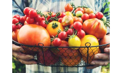 Person holding a wire basket full of ripe red, orange, and yellow heirloom tomatoes