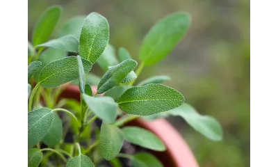 Close-up of fresh green sage leaves growing in a terracotta pot with blurred natural background