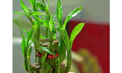 lucky bamboo