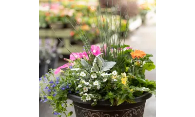 a potted plant with flowers
