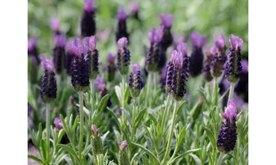 lavender