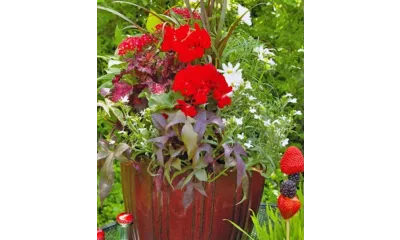 Vibrant flower planter featuring red, white, and green plants in a decorative pot.