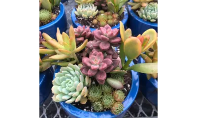 a group of cactus in blue pots
