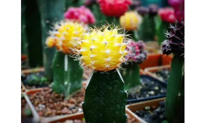 cactus