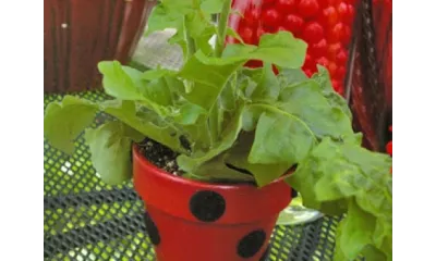 a plant in a pot