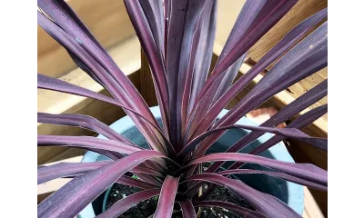 cordyline