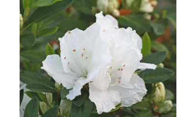 a white flower with green leaves