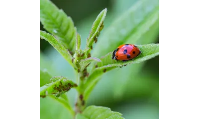 a ladybug on a leaf