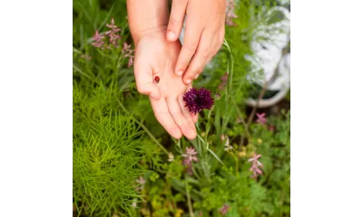 a hand holding a purple flower
