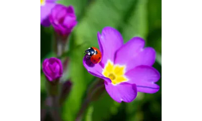 a bee on a purple flower
