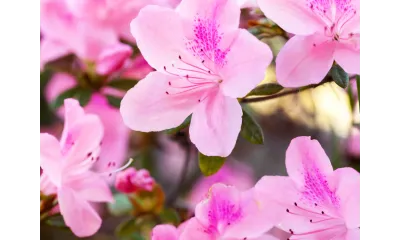 a group of pink flowers