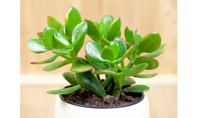 jade plant