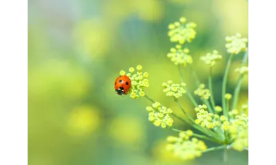 a ladybug on a flower