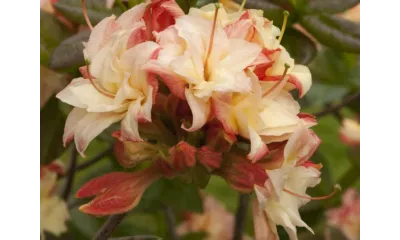 a close up of some flowers