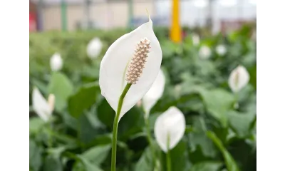 peace lily