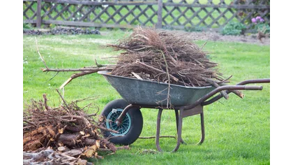 Wheelbarrow filled with dry branches and twigs on a green lawn beside a pile of wood and a wooden fence in the background