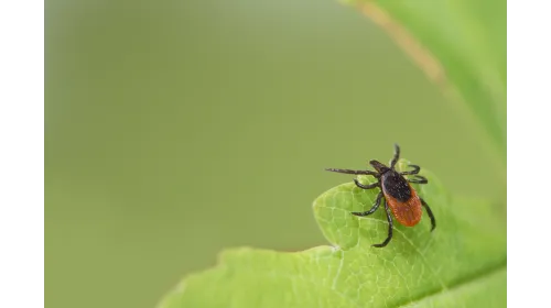 a black and red bug on a green leaf