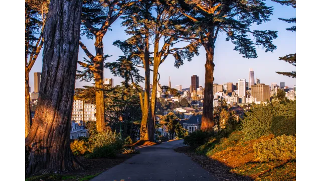 Sunlit pathway in a park with tall trees overlooking a city skyline at sunset.