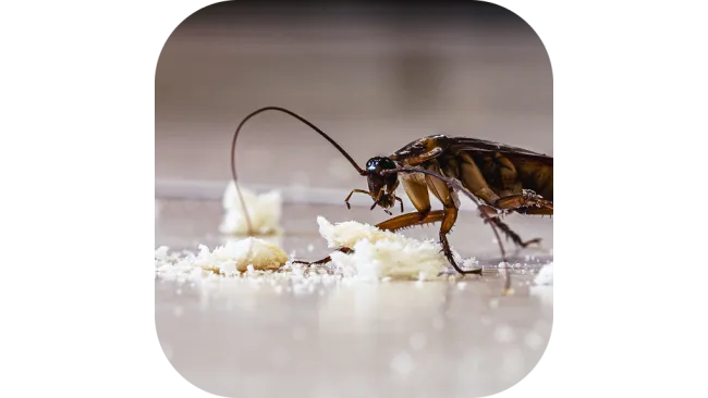 Pest Control Las Cruces, NM | Prime Pest & Lawn
