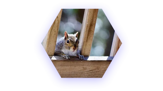 Gray squirrel peeking through wooden fence beams with blurred natural background and sunlight.