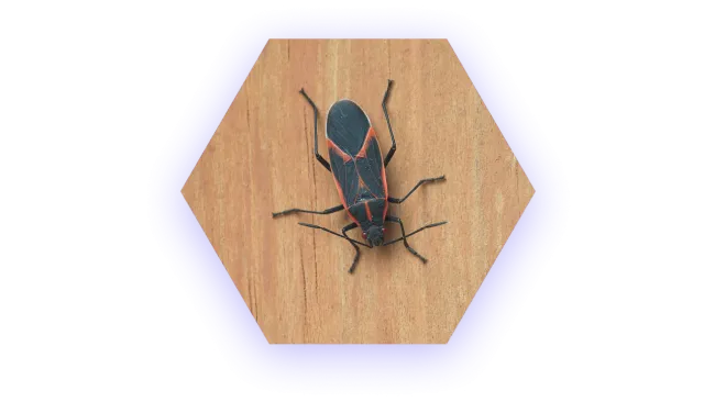 Close-up of a black and red insect with long legs on a wooden surface, detailed and sharp focus.
