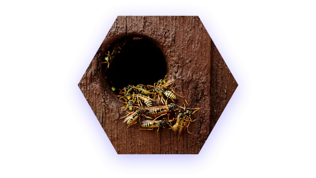 Yellow and black wasps clustered around the entrance hole of a wooden hive on a textured wood surface.