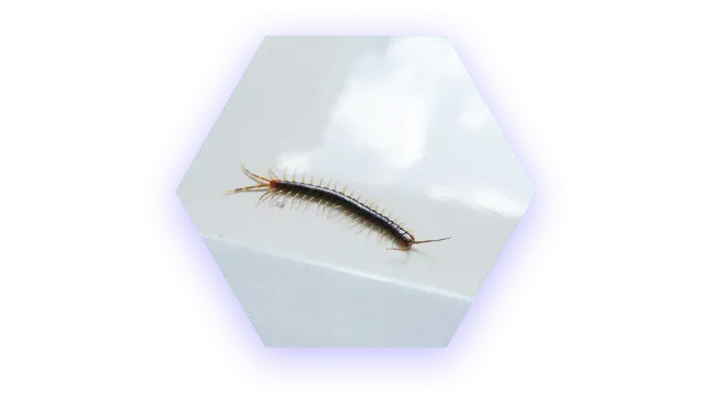 Close-up of a brown centipede with many legs crawling on a white surface indoors.