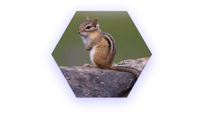 Small chipmunk sitting on a rock with a blurred green background in a hexagon frame.
