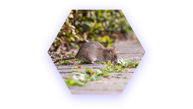 Brown rat foraging on leafy ground near bushes on a stone pathway in daylight.
