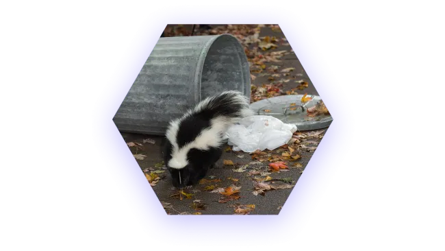 Skunk rummaging near tipped-over metal trash can with scattered leaves and garbage on pavement.
