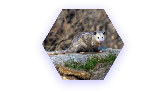 Virginia opossum with distinctive white face and pink nose on rock surrounded by grass and blurred background