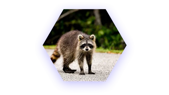 Raccoon standing on a paved path with green foliage in the background under natural light.