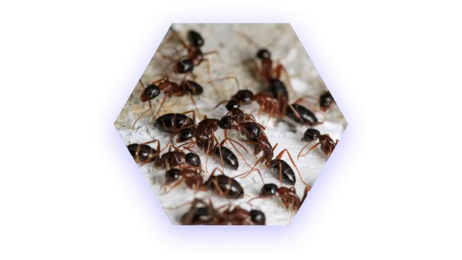 Close-up of a group of black and brown ants crawling on a white textured surface.