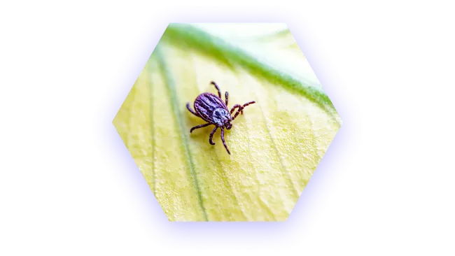 Close-up of a small tick on a yellow textured leaf with green veins in a hexagonal frame