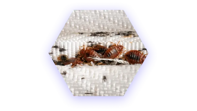 Close-up of bed bugs clustered on white woven fabric with visible nymphs and dark spots.