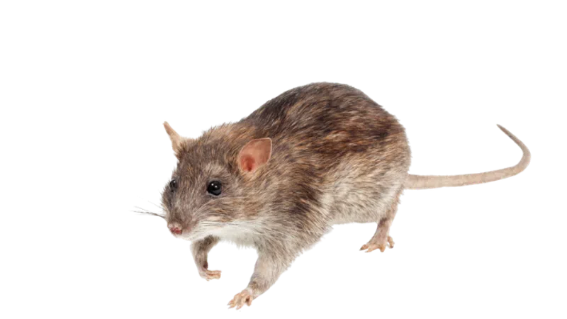 Brown and gray rat with long tail isolated on white background in a walking pose.